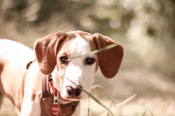 28. Farben Foto Challenge * BEIGE *-Beitrag-Bild