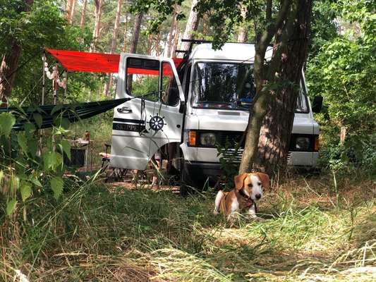 Die Dogorama Wochen Challenge: “Dein Hund im Urlaub”-Beitrag-Bild