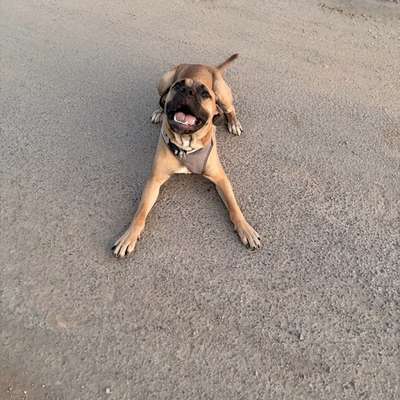 Hundetreffen-Spiel und Spaß mit Thor-Bild