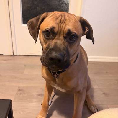 Hundetreffen-Trainingstreffen-Bild