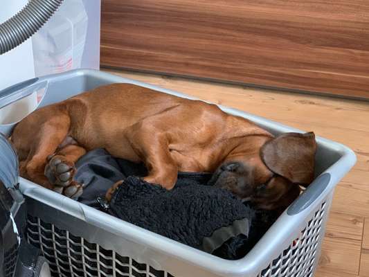 Zeigt mir die lustigsten Schlafpositionen eurer Fellnasen-Beitrag-Bild