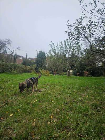 Hundetreffen-Schrebergarten-Hundetreffen-Bild