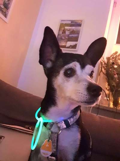 Dogorama Photo Challenge - Hundeblick zum hinschmelzen-Beitrag-Bild