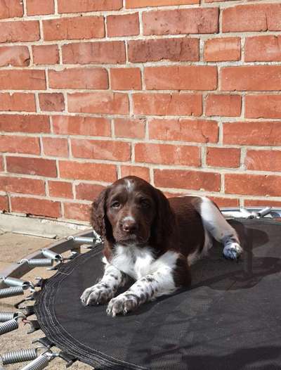 Kleiner Münsterländer!-Beitrag-Bild