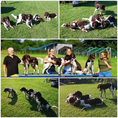 Kleiner Münsterländer!-Beitrag-Bild