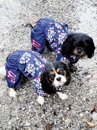 Dogorama Photo Challenge - Tre Chic!-Beitrag-Bild