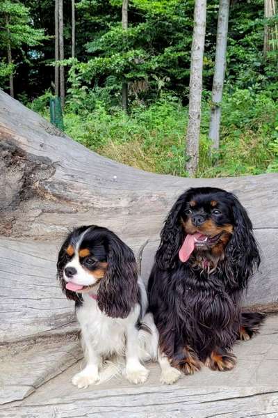 Reinrassige Hunde?-Beitrag-Bild