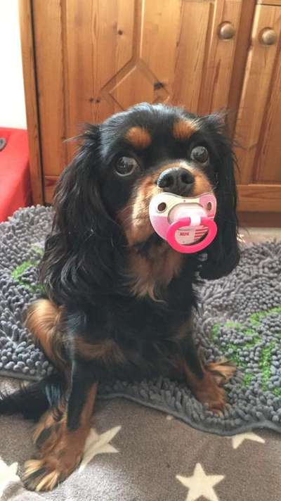 Dogorama Photo Challenge - Lieblingsspielzeug!-Beitrag-Bild