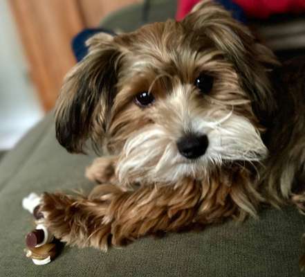 Hundetreffen-7 Monate alter Bolonka sucht Spielkumpel-Bild