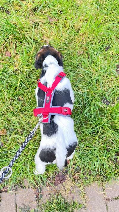 Wie sitzt mein Geschirr?-Beitrag-Bild