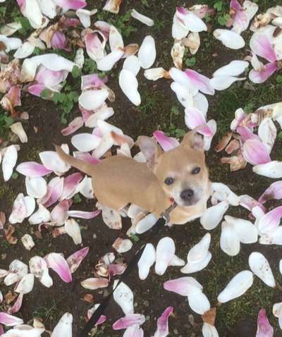 Welpen Bilder !-Beitrag-Bild