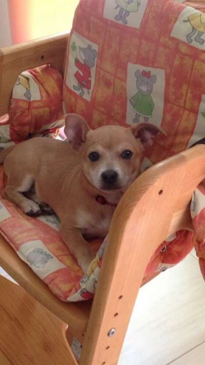 Welpen Bilder !-Beitrag-Bild