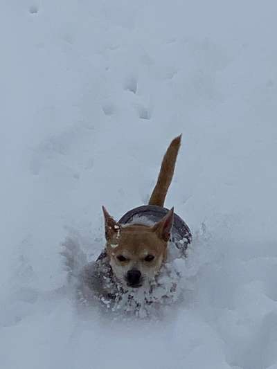 Wo sind meine Chihuahua- Chihuahua mischlings Besitzer ??-Beitrag-Bild