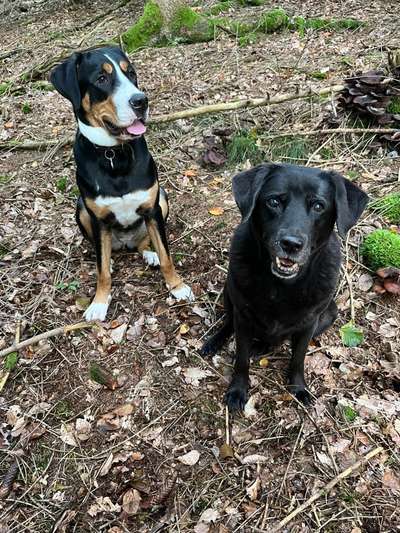 Hundetreffen-Spazieren gehen, Spielen, Erfahrungen austauschen-Bild