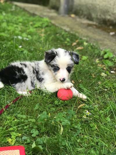 Welpen Bilder !-Beitrag-Bild