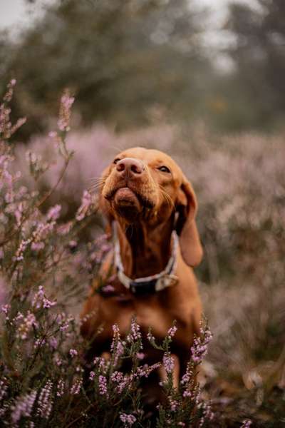 Hundetreffen-Junghund zum Spielen gesucht-Bild