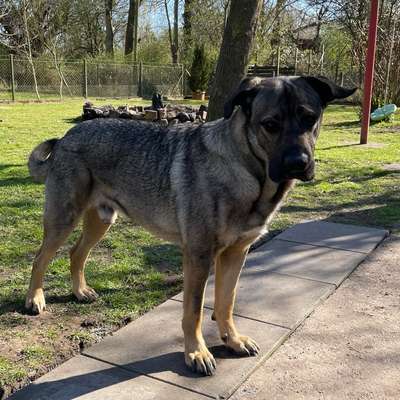 Hundetreffen-Große Kumpel gesucht