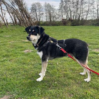 Hundetreffen-Spaziergang / Social Walk-Bild