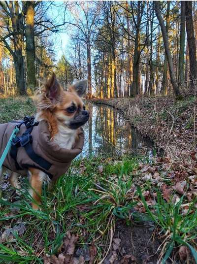 Hundetreffen-Spaziergang/toben/ entspannte Hundebegegnungen-Bild