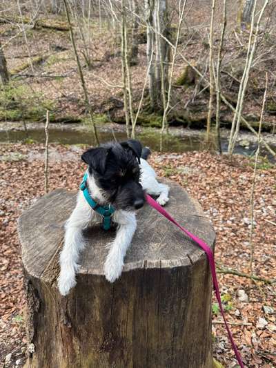 Hundetreffen-Spielfreunde gesucht-Bild