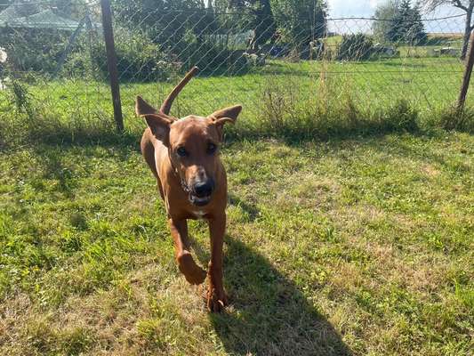 Rhodesian Ridgeback-Beitrag-Bild