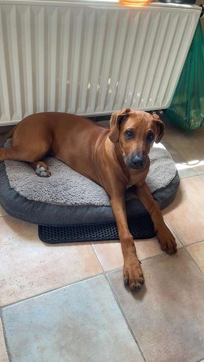 Rhodesian Ridgeback-Beitrag-Bild