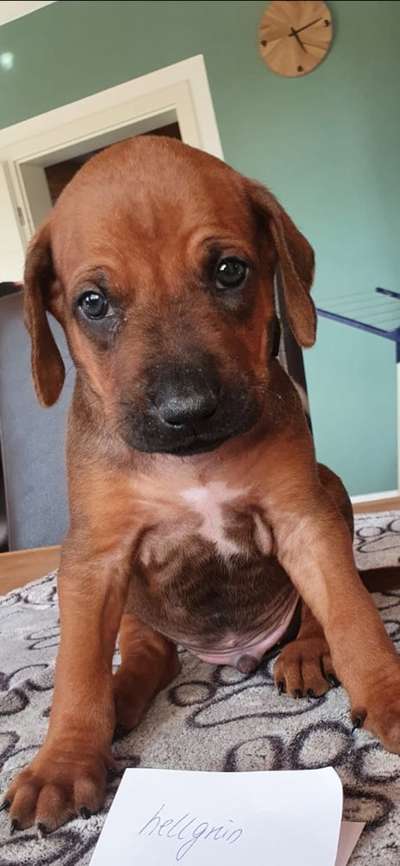 Rhodesian Ridgeback-Beitrag-Bild