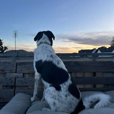 Herdenschutzhund-Beitrag-Bild