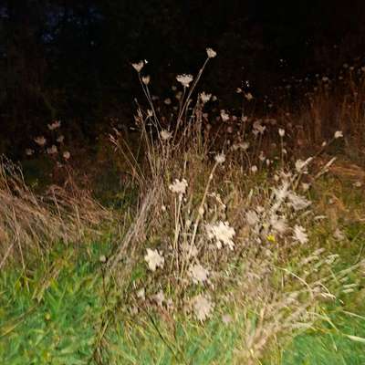 Hundeauslaufgebiet-Woermannsweg-Bild