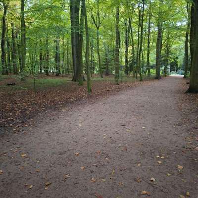 Hundeauslaufgebiet-Hundeplatz Stadtpark-Bild