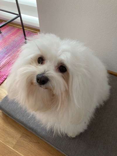 Dogorama Photo Challenge - Portrait-Beitrag-Bild