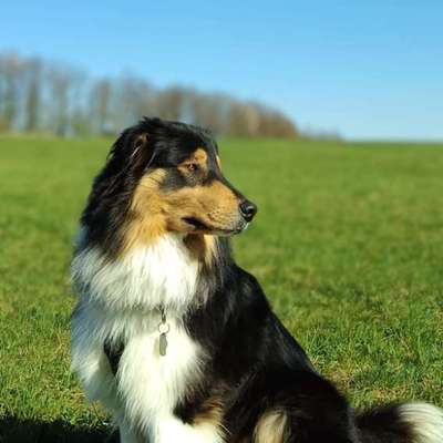 Hundetreffen-Gemeinsam spazieren und spielen-Bild