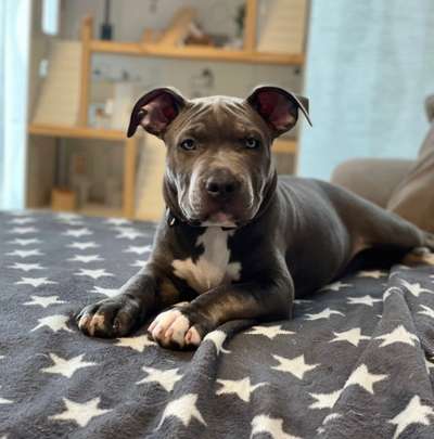 Dogorama Photo Challenge - Hundeblick zum hinschmelzen-Beitrag-Bild