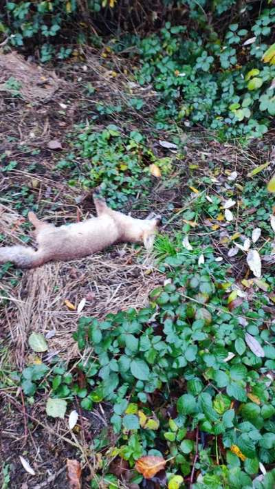 Giftköder-Toter Fuchs   wahrscheinlich vergiftet-Bild