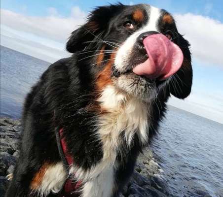 Dogorama-Monats-Challenge-Mai "Wasser"-Beitrag-Bild