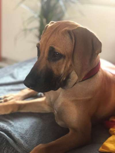Rhodesian Ridgeback-Beitrag-Bild