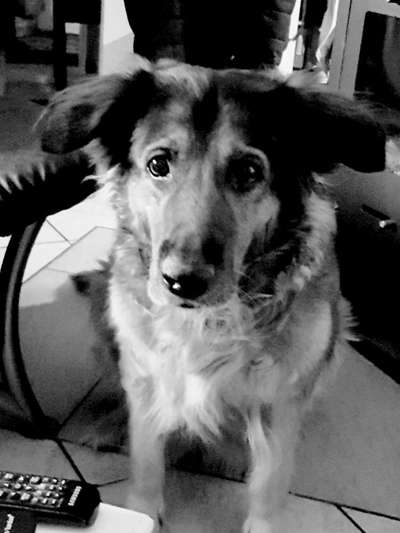 Unsere Fellnasen im Regenbogenland-Beitrag-Bild