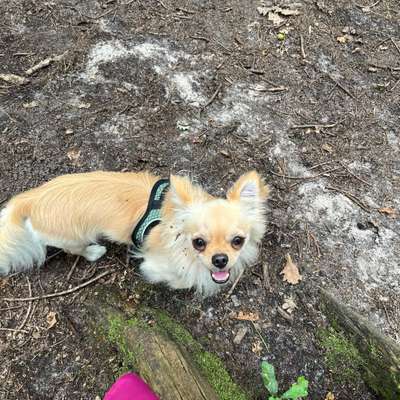 Hundetreffen-Chihuahua-Gassirunde (oder andere kleine Rassen)-Bild