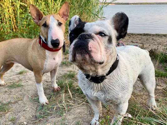 Mehrere Hunde zuhause !-Beitrag-Bild