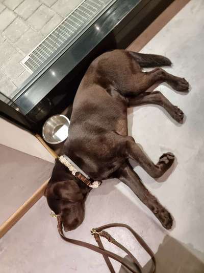 Gehören Hunde ins Restaurant?-Beitrag-Bild