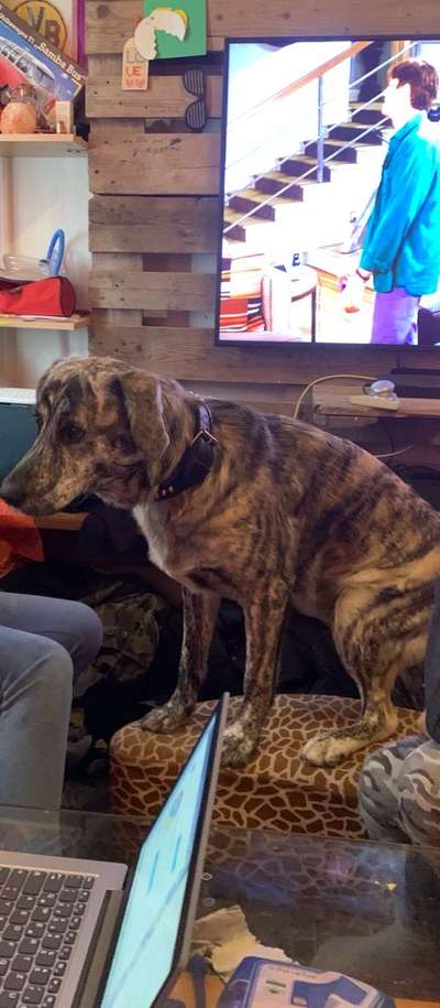 Die Dogorama Wochen Challenge-Beitrag-Bild