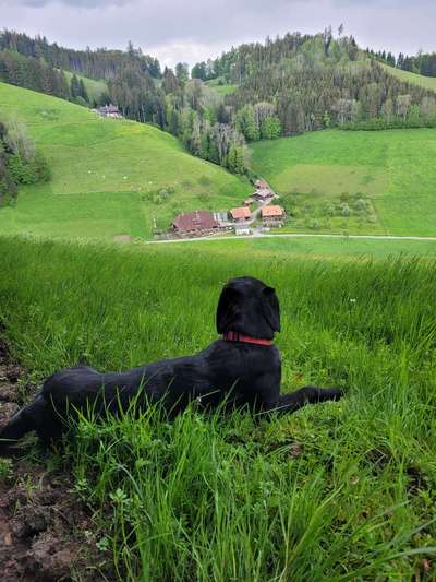 Wo sind meine Labrador Freunde-Beitrag-Bild