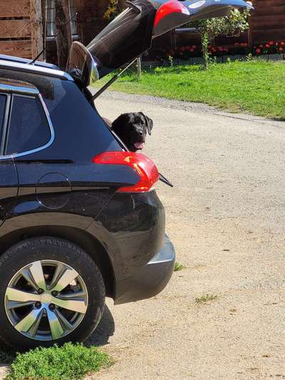 Foto Challenge Thema "Hunde im Auto"-Beitrag-Bild