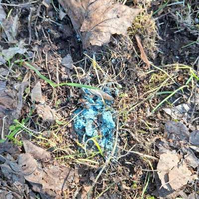 Giftköder-Blaue Klumpen-Bild