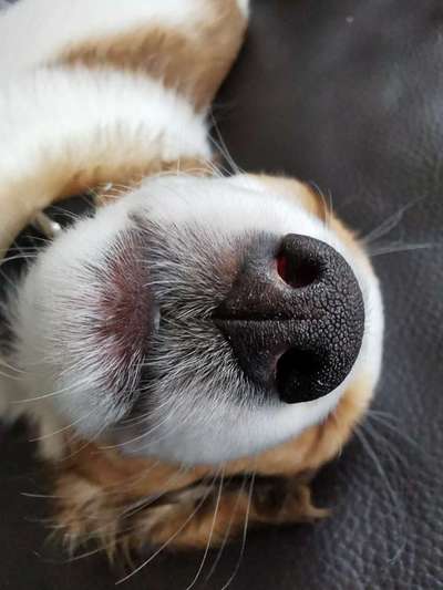 Zeigt mir die tollste Nahaufnahme von eurer Fellnase-Beitrag-Bild