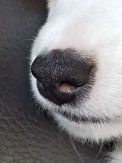 Zeigt mir die tollste Nahaufnahme von eurer Fellnase-Beitrag-Bild