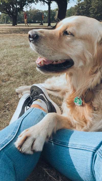 Wo sind die Golden Retriever Liebhaber?-Beitrag-Bild