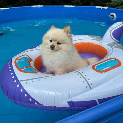 Hundetreffen-Spielgruppe im Garten-Bild