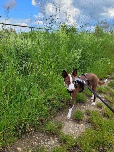 Hundetreffen-Gemeinsamer Spaziergang-Bild