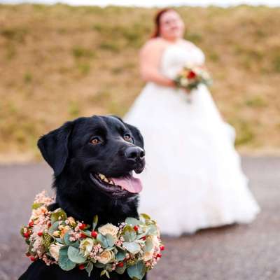 Hundetreffen-Gassi und Spiel Runde-Bild